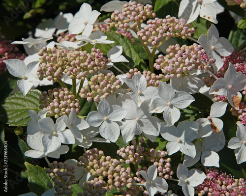 Fototapeta Naklejka Na Ścianę i Meble -  Hydrangea paniculata confetti