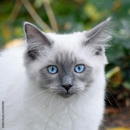 junge hauskatze, portrait mit blickkontakt photo