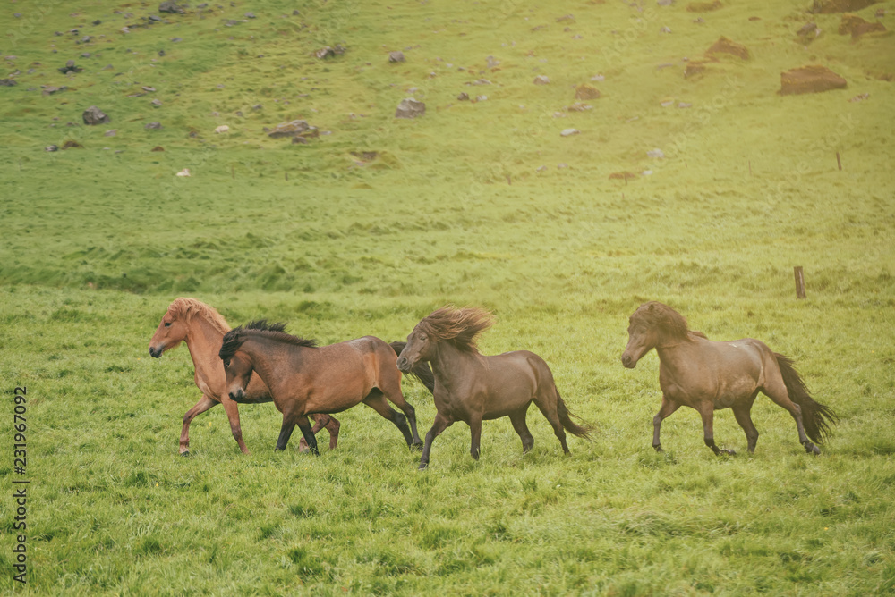 Herd of icelandic chestnut horses riding on the green meadow in Iceland Herd of icelandic chestnut horses riding on the green meadow in Iceland