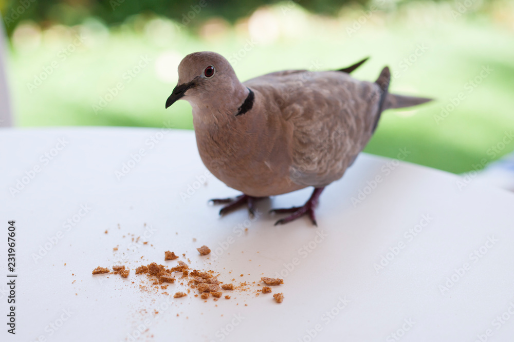 Obraz premium Голубь / Pigeon