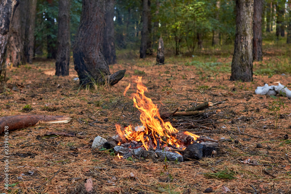 Burning fire. The bonfire burns in the forest. Texture of burning fire. Bonfire for cooking in the forest. Burning dry branches. Tourist fire in the forest. Eating on fire. Texture of burning branches Burning fire. The bonfire burns in the forest. Texture of burning fire. Bonfire for cooking in the forest. Burning dry branches. Tourist fire in the forest. Eating on fire. Texture of burning branches