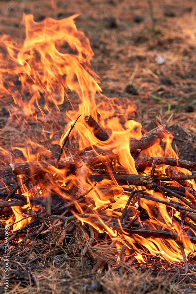 Burning fire. The bonfire burns in the forest. Texture of burning fire. Bonfire for cooking in the forest. Burning dry branches. Tourist fire in the forest. Eating on fire. Texture of burning branches Burning fire. The bonfire burns in the forest. Texture of burning fire. Bonfire for cooking in the forest. Burning dry branches. Tourist fire in the forest. Eating on fire. Texture of burning branches