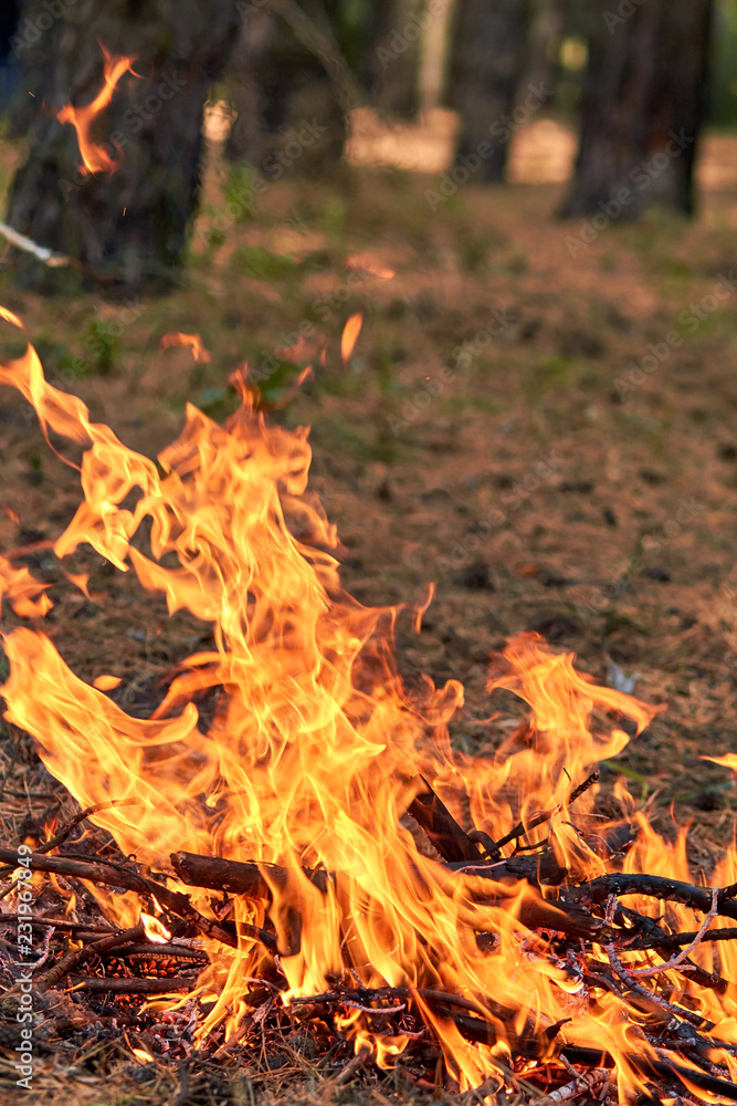 Burning fire. The bonfire burns in the forest. Texture of burning fire. Bonfire for cooking in the forest. Burning dry branches. Tourist fire in the forest. Eating on fire. Texture of burning branches Burning fire. The bonfire burns in the forest. Texture of burning fire. Bonfire for cooking in the forest. Burning dry branches. Tourist fire in the forest. Eating on fire. Texture of burning branches
