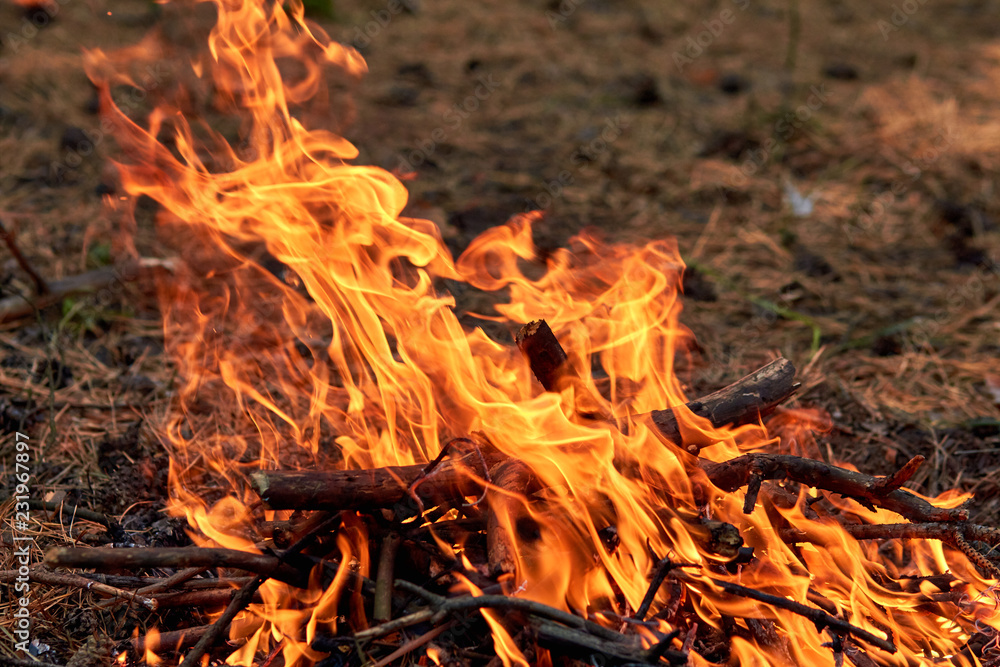 Burning fire. The bonfire burns in the forest. Texture of burning fire. Bonfire for cooking in the forest. Burning dry branches. Tourist fire in the forest. Eating on fire. Texture of burning branches Burning fire. The bonfire burns in the forest. Texture of burning fire. Bonfire for cooking in the forest. Burning dry branches. Tourist fire in the forest. Eating on fire. Texture of burning branches