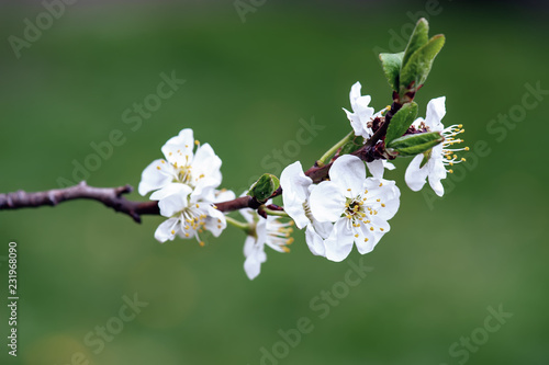 Blossoming of cherry flowers in spring time with green leaves and copyspace  macro
