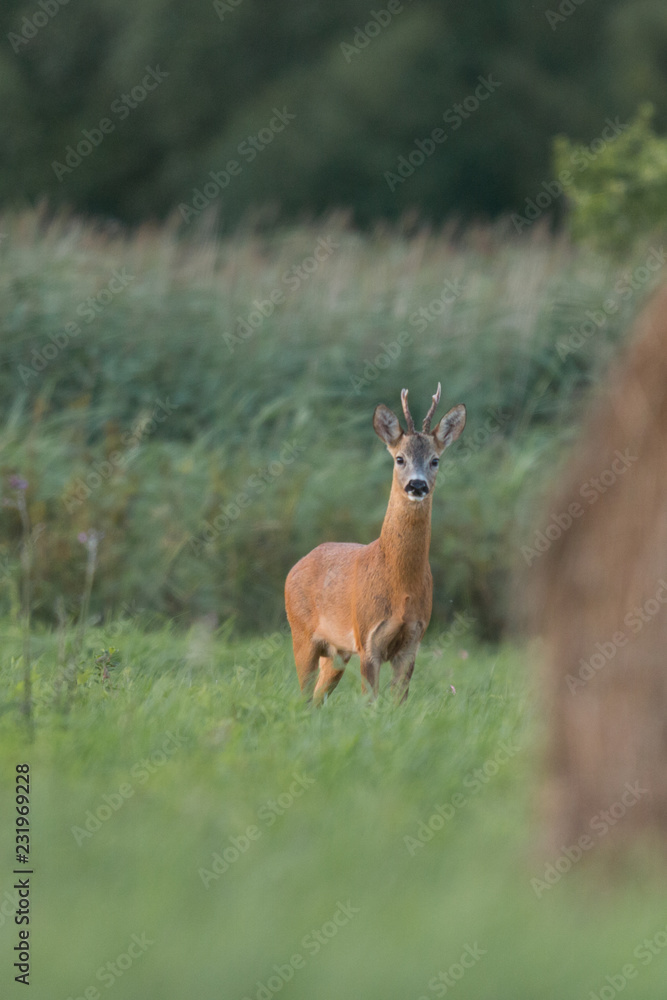 Roebuck - buck (Capreolus capreolus) Roe deer - goat Roebuck - buck (Capreolus capreolus) Roe deer - goat