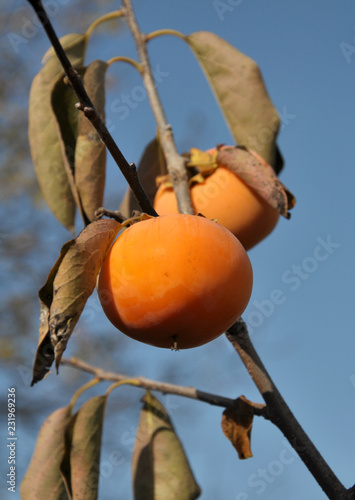 Fruits of persimmon on the branches of a tree photo