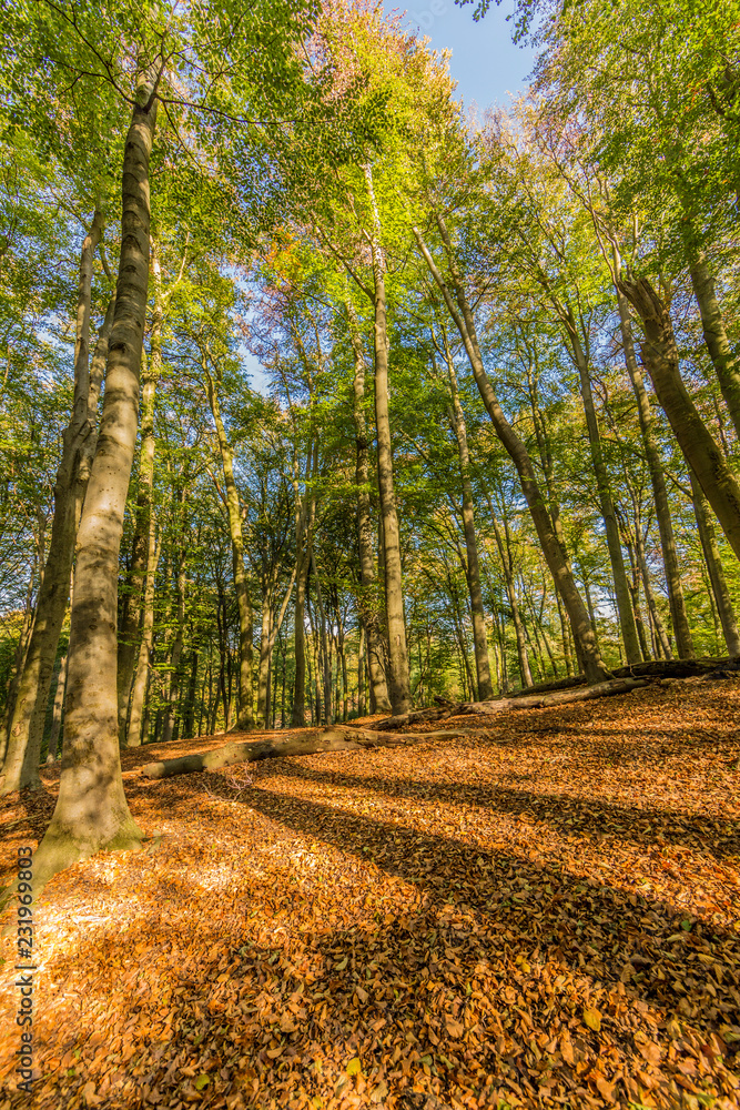 Naklejka premium beautiful autumn day in the forest in Spaubeek in South Limburg in the Netherlands Holland