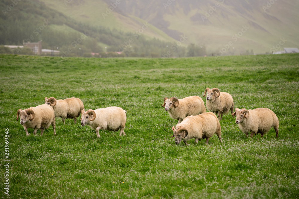 Fototapeta premium A flock of sheep grazing in a green grass meadow in Iceland
