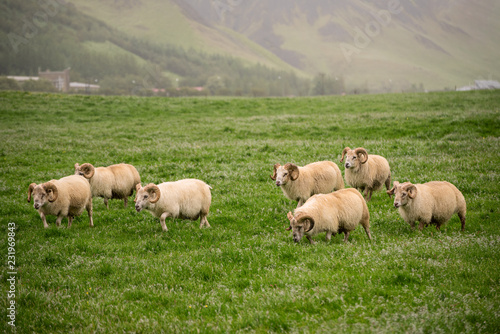 A flock of sheep grazing in a green grass meadow in Iceland