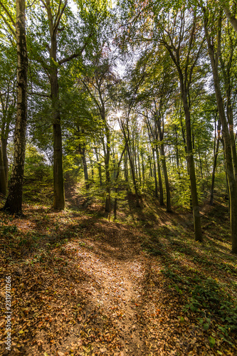 amazing day in the forest with sunlight coming through the trees in Spaubeek in South Limburg in the Netherlands Holland © Emile