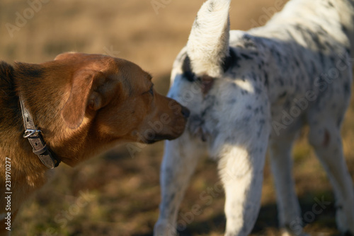 Photography Shepherd sniffs another dog from behind.