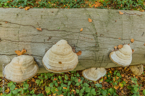 close up of tinder fungi on a tree trunk in the forest on an autumn day in the forest in Spaubeek in South Limburg in the Netherlands Holland photo