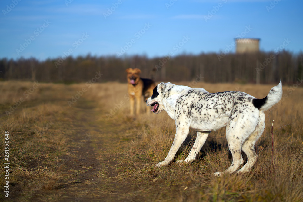 black and white dog in black specks. Central asian shepherd dog. Walking the field with another dog. dogs walk with other dogs