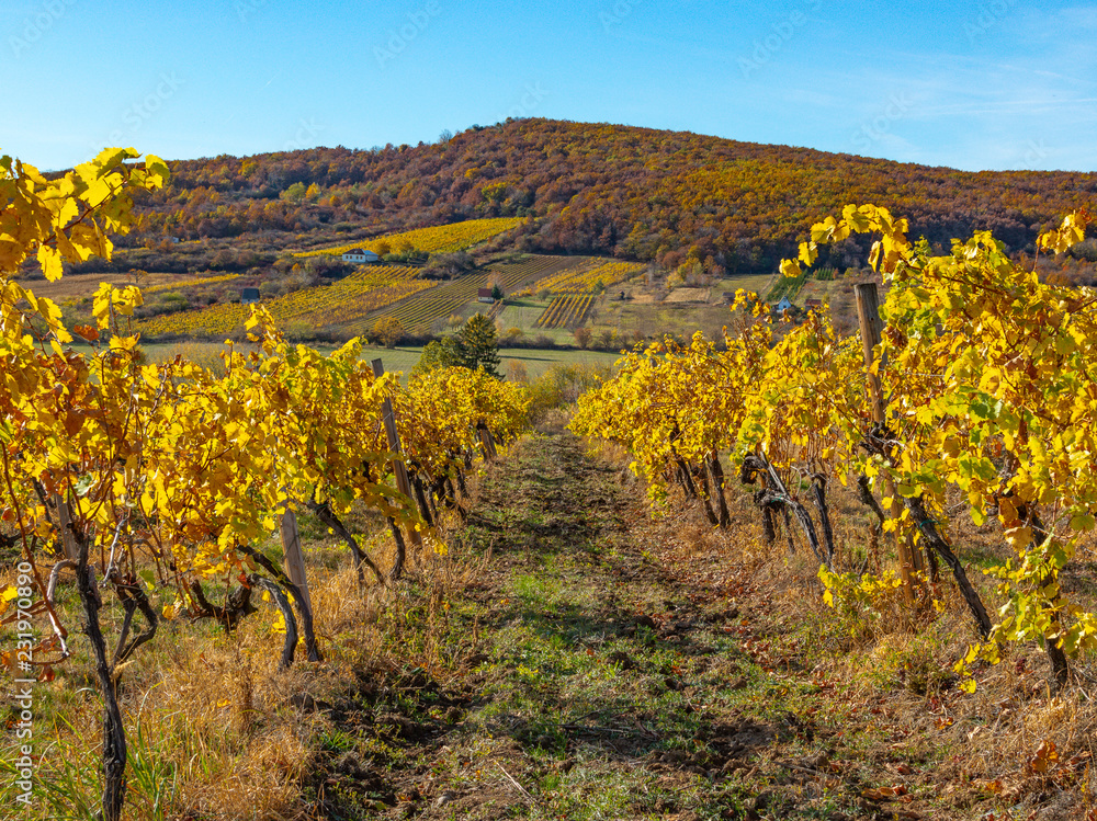 Fototapeta premium grapes in the vineyard in autumn