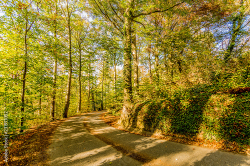 Empty Dutch country road between abundant autumn trees on a hill in nature reserve, curve disappearing into background, illuminated by sunlight, sunny day in Spaubeek, South Limburg in the Netherlands