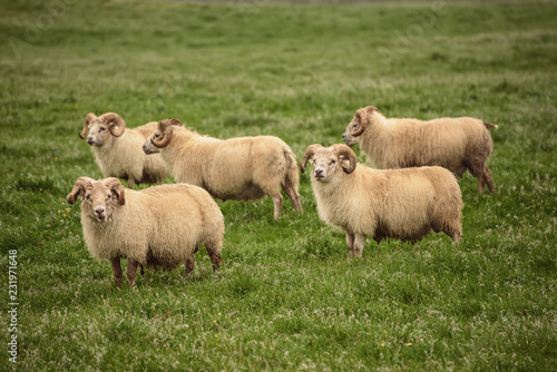 A flock of sheep grazing in a green grass meadow in Iceland