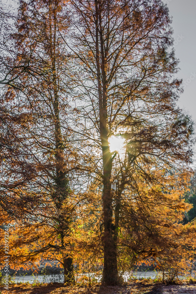 Fototapeta premium Sunbeams shining through two huge trees with lake in background, thick trunks and branches with sparse yellowish foliage, sunny day in Kelmonderbos nature reserve in Beek, South Limburg, Netherlands