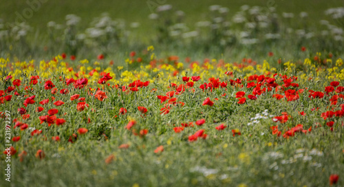 poppy field close group of poppies mixed with wild daisies, oil seed rape and hedge parsley © fungirlslim