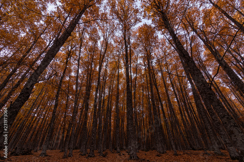 Castañar de El Tiemblo en otoño I