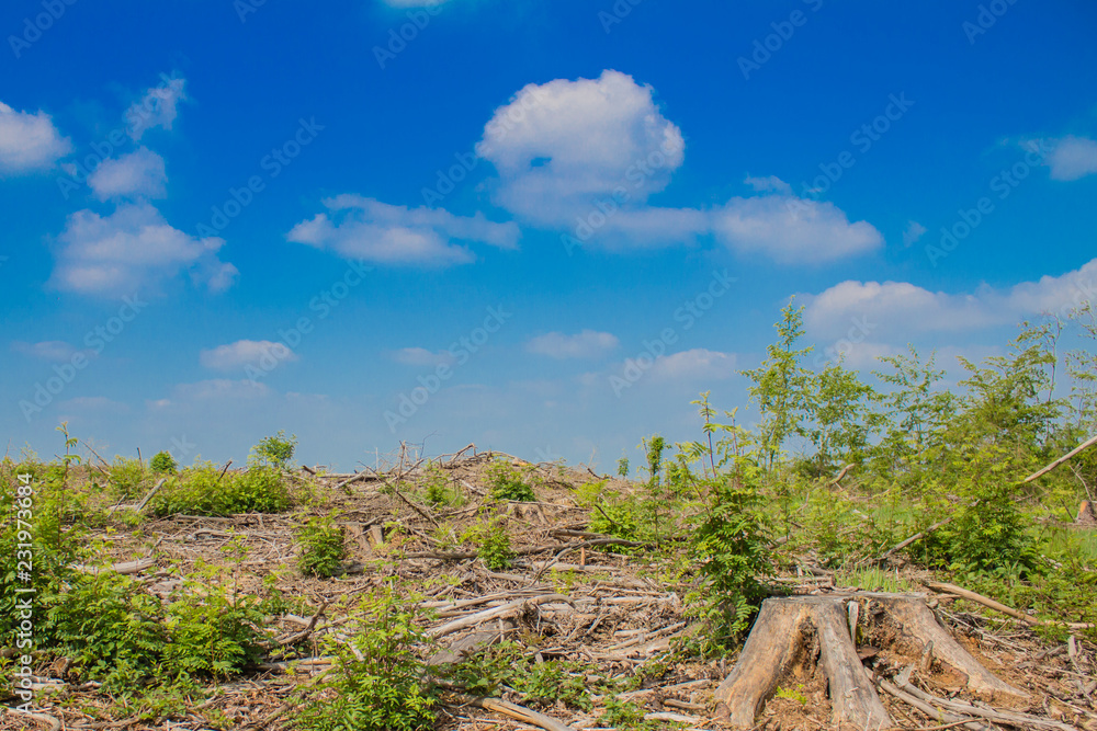 image of a controlled deforested area in the forest on a wonderful sunny day with a blue sky with a few white clouds in Luxembourg