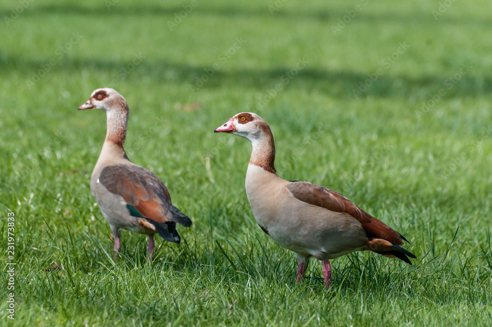 Nilgans Nilgans