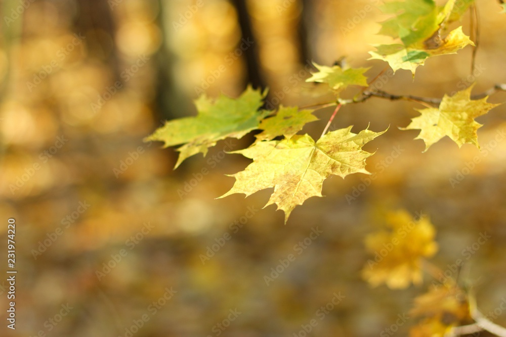 yellowed autumnal leaves yellowed autumnal leaves