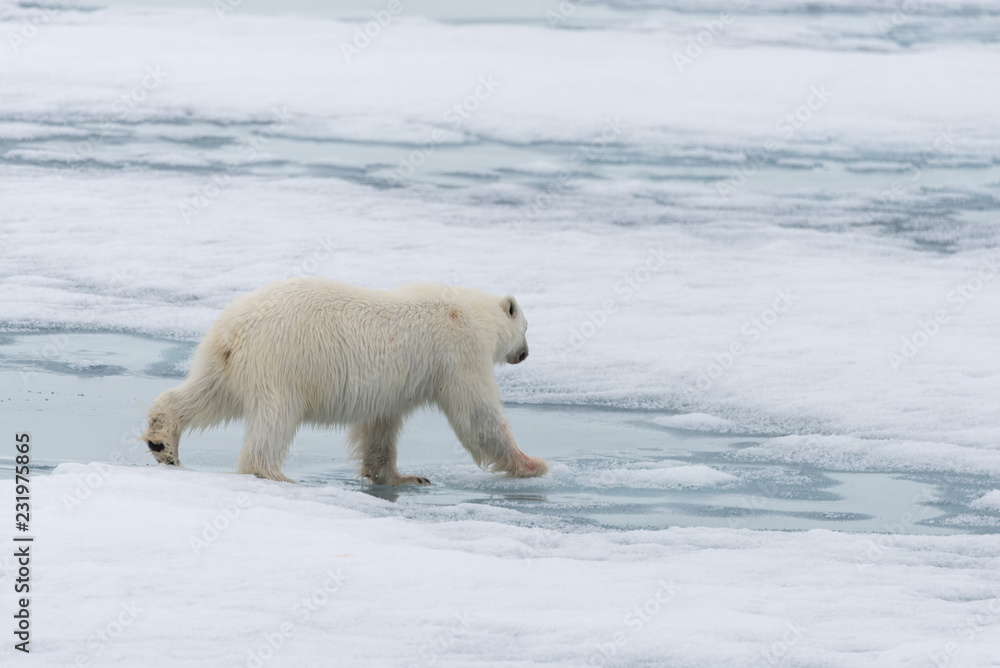 Polar bear (Ursus maritimus) going on the pack ice north of Spitsbergen Island, Svalbard Polar bear (Ursus maritimus) going on the pack ice north of Spitsbergen Island, Svalbard