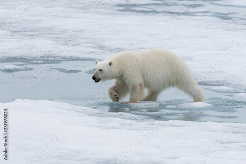 Polar bear (Ursus maritimus) going on the pack ice north of Spitsbergen Island, Svalbard