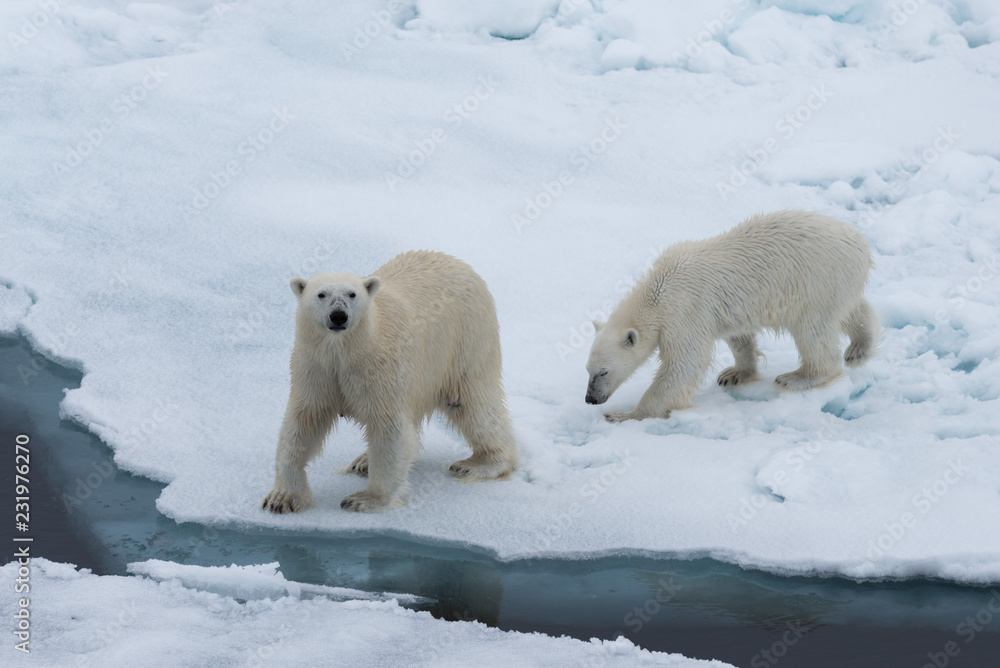 Polar bear (Ursus maritimus) mother and cub on the pack ice, north of Svalbard Arctic Norway Polar bear (Ursus maritimus) mother and cub on the pack ice, north of Svalbard Arctic Norway