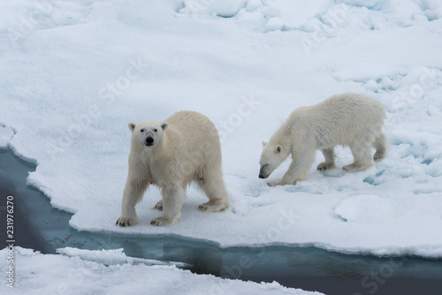 Polar bear (Ursus maritimus) mother and cub on the pack ice, north of Svalbard Arctic Norway