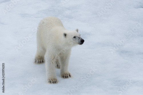 Polar bear (Ursus maritimus) cub on the pack ice, north of Svalbard Arctic Norway