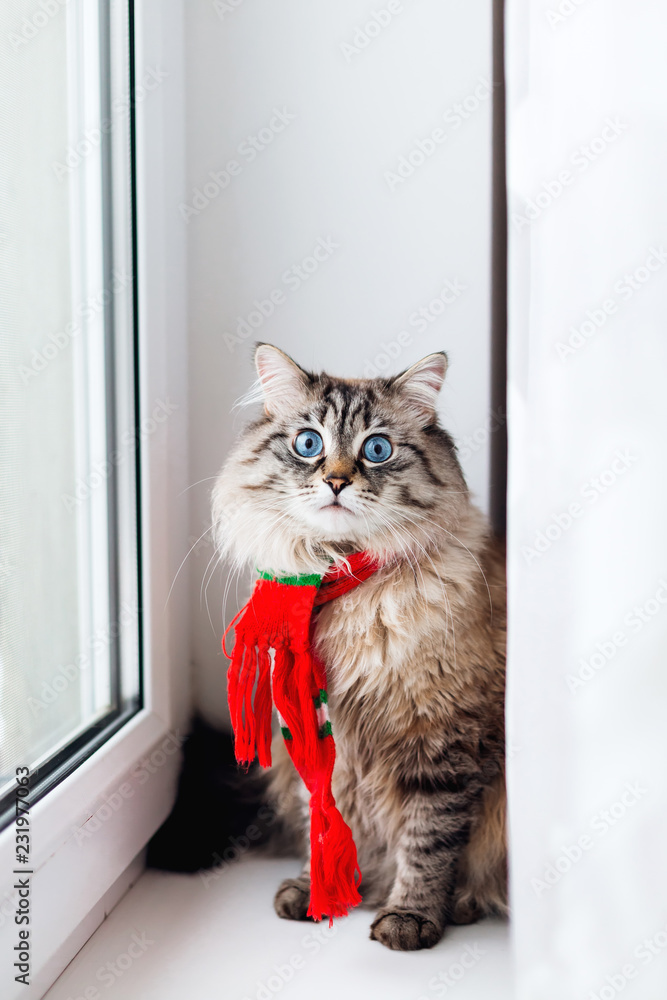 fluffy cat with a stylish scarf on his neck sitting on the window sill and looking at the camera lens