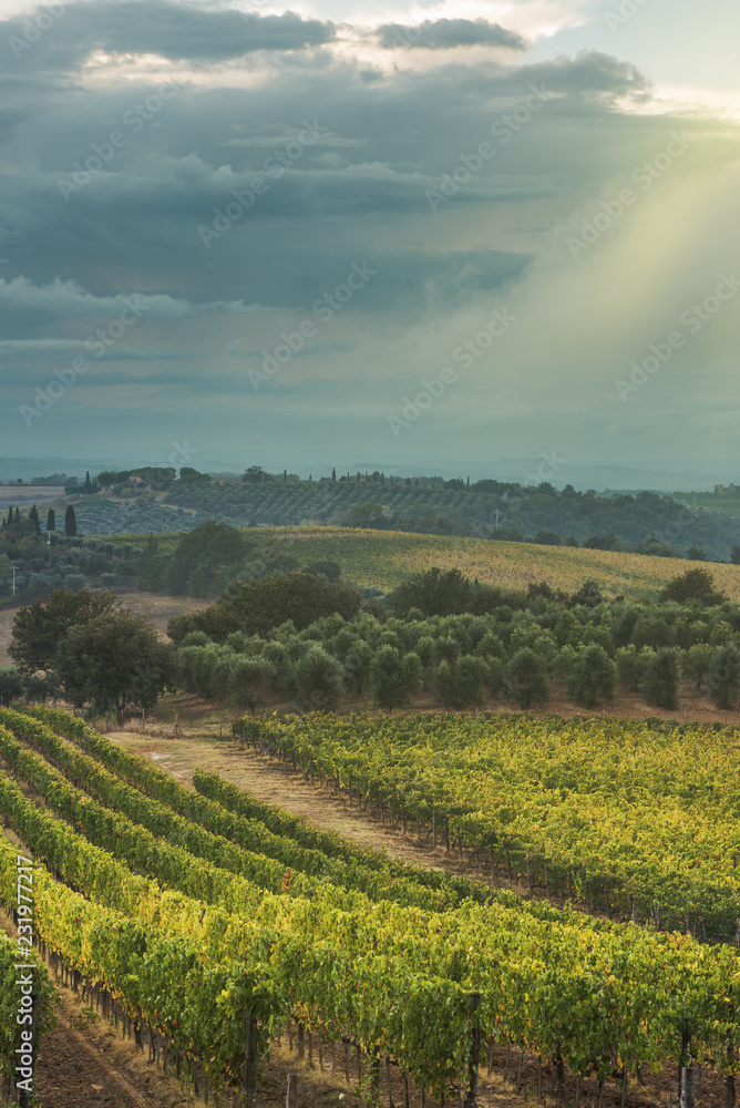 Magical vineyards at sunset in central Italy.