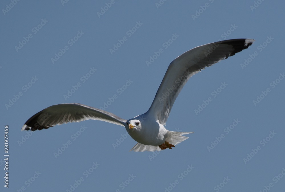 mouette mouette