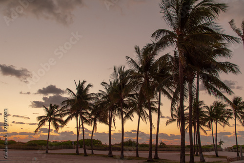 tropical palm trees at sunrise or sunset