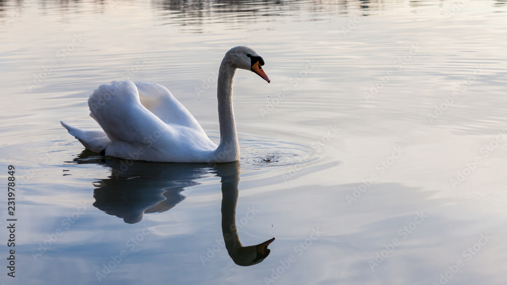 Fototapeta premium Cygne