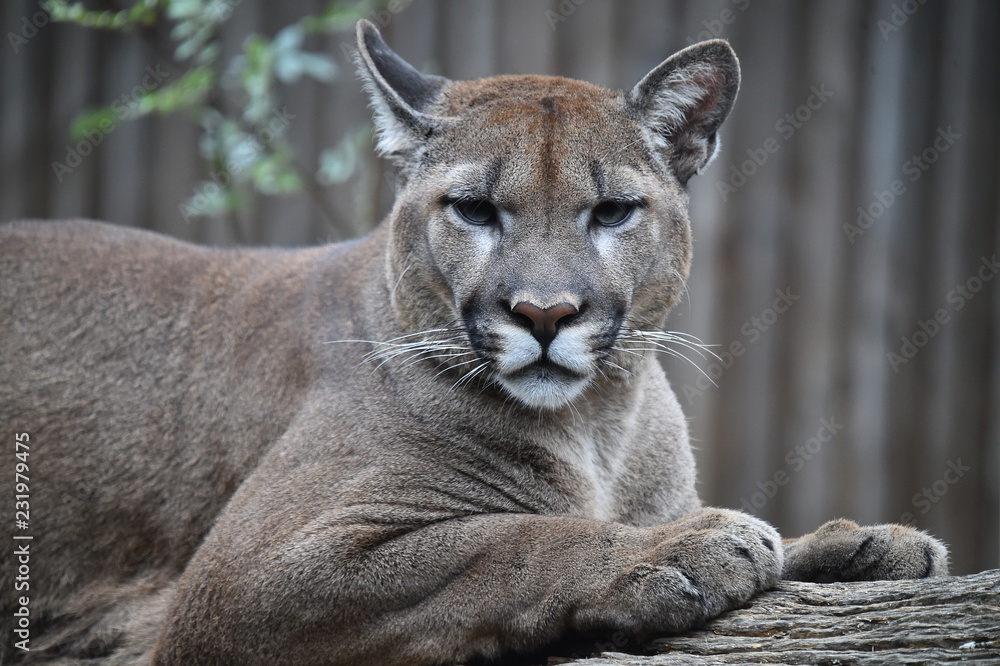 Naklejka premium puma