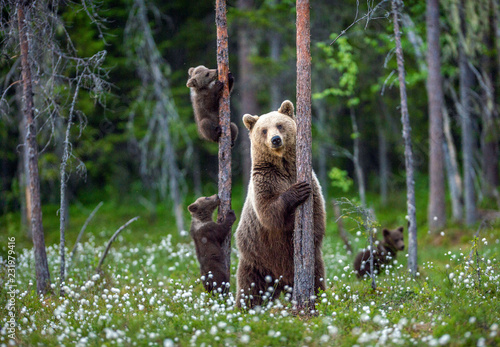 She-bear and cubs. Brown bear cubs climbs a tree. Natural habitat. In Summer forest. Sceintific name: Ursus arctos.