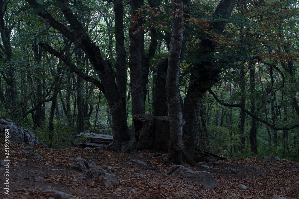 Obraz premium a large green decaying tree in a depressing autumn forest with moss old table and benches, green trees, foliage and large stones