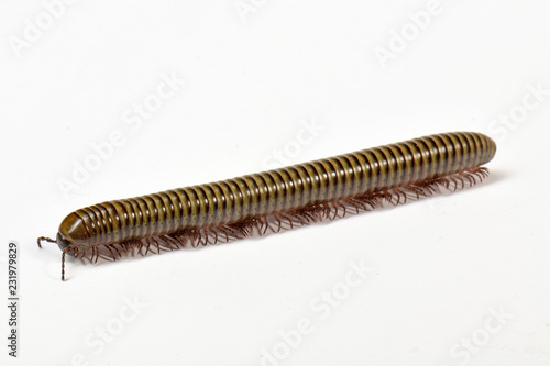 Schnurfüßer (Spirostreptus ssp) - Millipede photo