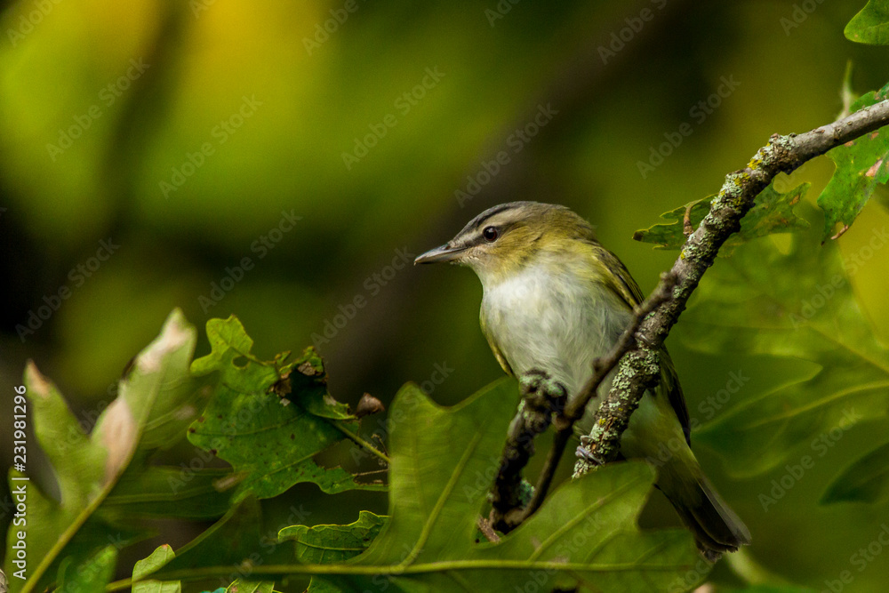 Obraz premium Song bird in Ontario Canada