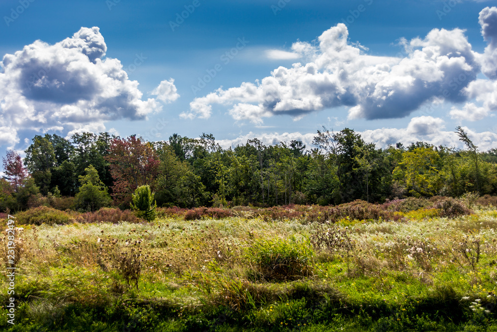 Open field in a park in Canada