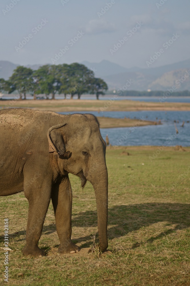 Fototapeta premium elephant