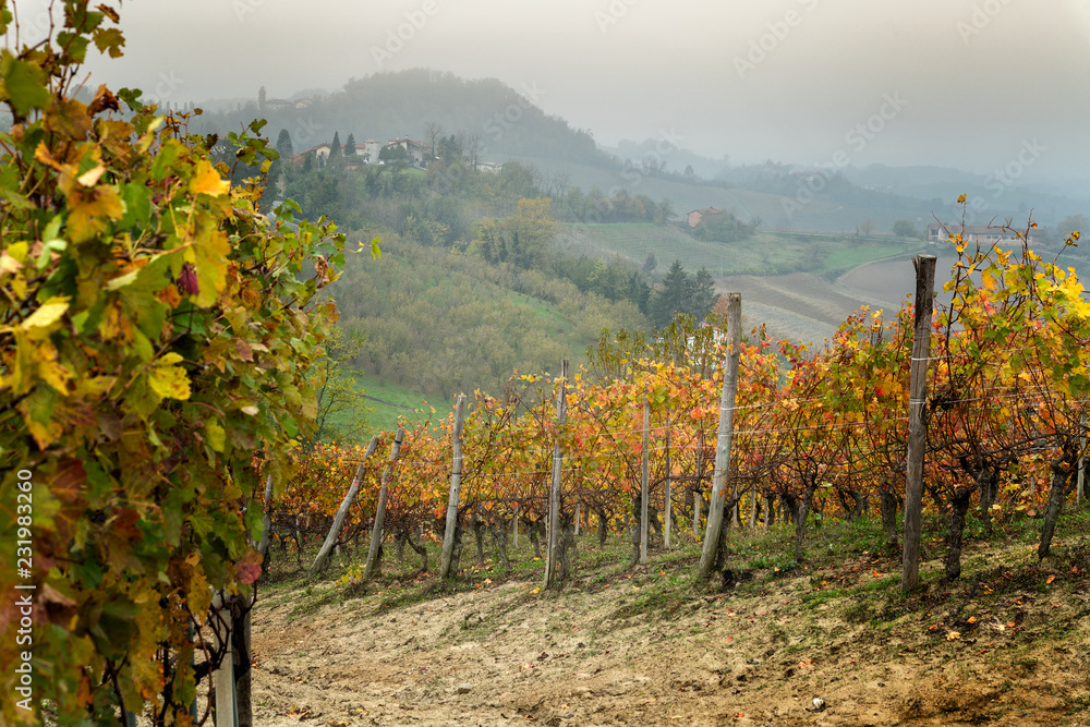 Barolo wine region, Langhe, Piedmont, Italy