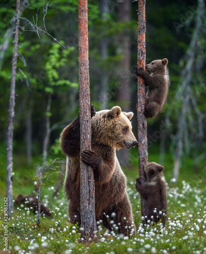 Tableau sur toile She-bear and cubs