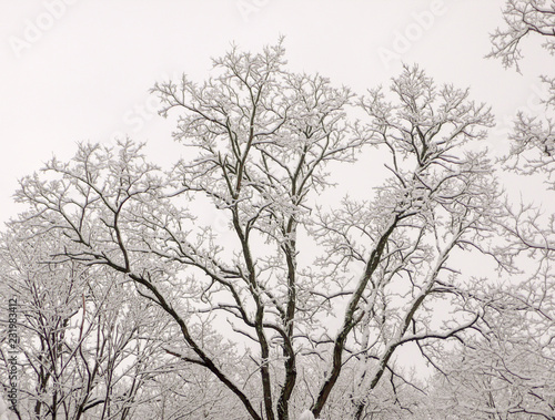 Snow tree © Cuarta Vida