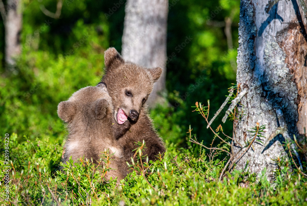 Brown Bear Cubs playfully fighting, Scientific name: Ursus Arctos Arctos. Summer green forest background. Natural habitat. Brown Bear Cubs playfully fighting, Scientific name: Ursus Arctos Arctos. Summer green forest background. Natural habitat.