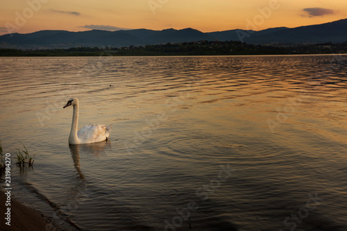 Swan © WiSt