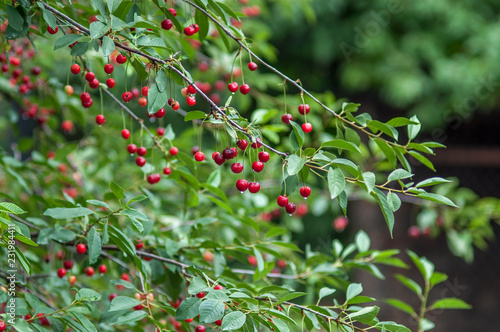 Red Cherries on the tree